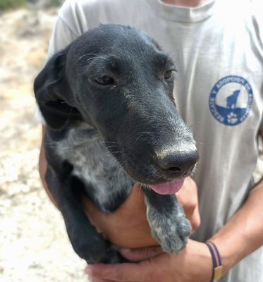 Bran, Galgo Espanol Welpen - Rüde