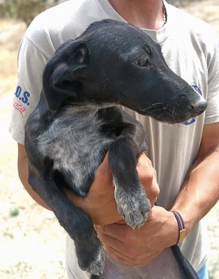 Bran, Galgo Espanol Welpen - Rüde