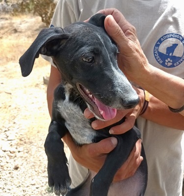Bran, Galgo Espanol Welpen - Rüde
