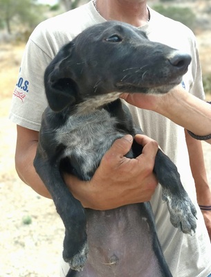 Bran, Galgo Espanol Welpen - Rüde