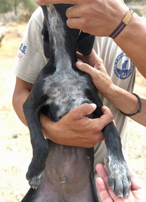 Bran, Galgo Espanol Welpen - Rüde