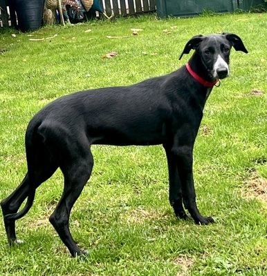 Bran, Galgo Espanol Welpen - Rüde