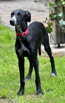 Bran, Galgo Espanol Welpen - Rüde
