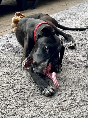 Bran, Galgo Espanol Welpen - Rüde
