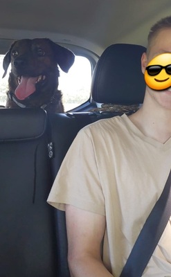 Brando, Mischling - Rüde