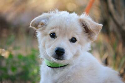 Brandy sucht sein eigenes Körbchen, Spitz-Mischling Welpen - Rüde