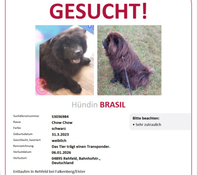 Brasil, Chow Chow - Hündin