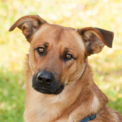 Bravo, Mischling - Rüde