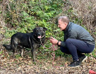 Breeze sucht ein dauerhaftes Zuhause, Mischling - Rüde