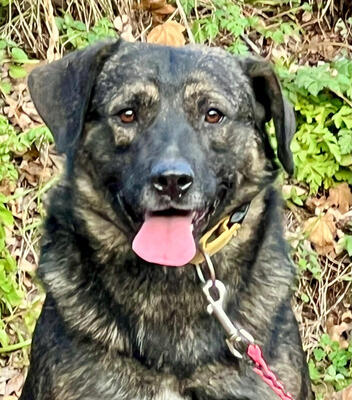 Breeze sucht ein dauerhaftes Zuhause