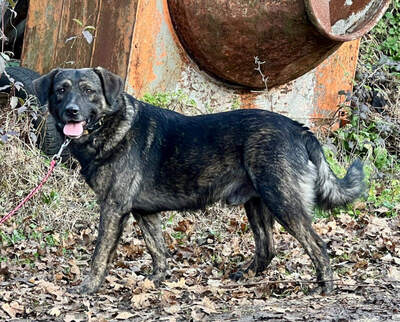 Breeze sucht ein dauerhaftes Zuhause, Mischling - Rüde