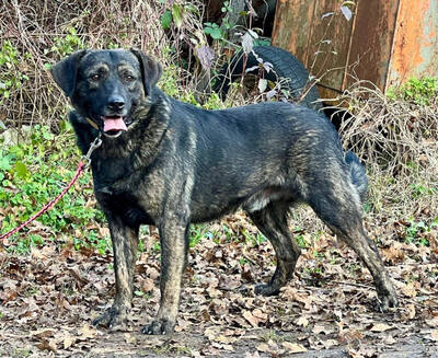 Breeze sucht ein dauerhaftes Zuhause, Mischling - Rüde