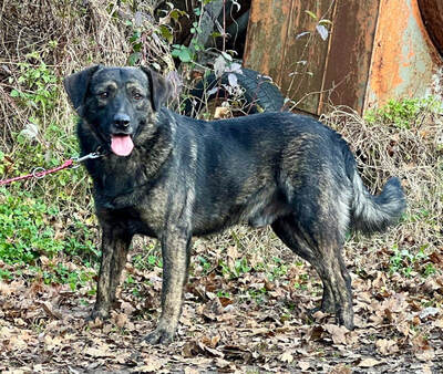 Breeze sucht ein dauerhaftes Zuhause, Mischling - Rüde