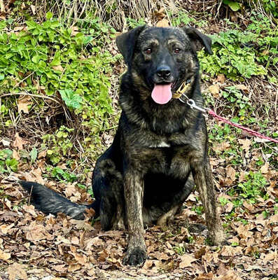 Breeze sucht ein dauerhaftes Zuhause, Mischling - Rüde