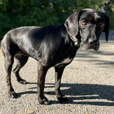 😍Brenda  ist eine sanfte, ruhige und herzliche Hündin🌷