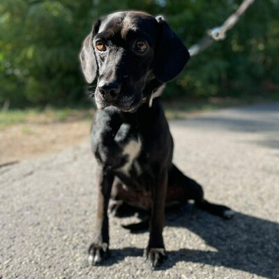 😍Brenda ist eine sanfte, ruhige und herzliche Hündin🌷, Mischlingshündin - Hündin