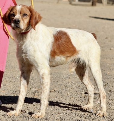 Breton, Bertonen - Mix - Rüde