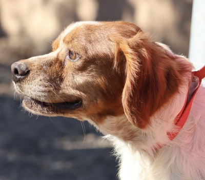 Breton, Bertonen - Mix - Rüde