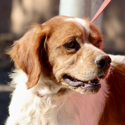 Breton, Bertonen - Mix - Rüde