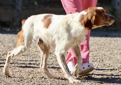 Breton, Bertonen - Mix - Rüde