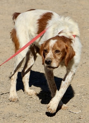 Breton, Bertonen - Mix - Rüde