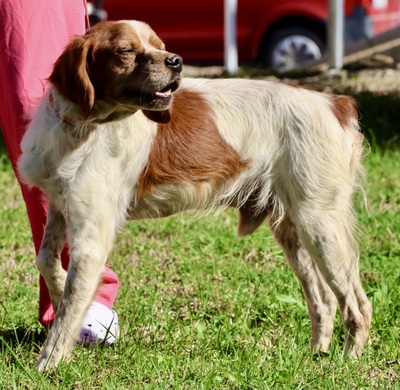 Breton, Bertonen - Mix - Rüde