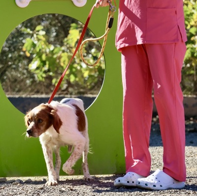 Breton, Bertonen - Mix - Rüde