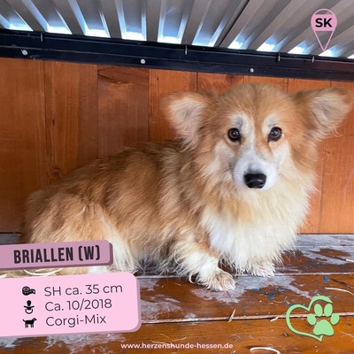 💐 Briallen (w), 5 Jahre, 35 cm, auf Pflegestelle, Corgi-Mix - Hündin