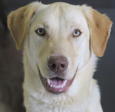 Brian, Labrador Mix - Rüde