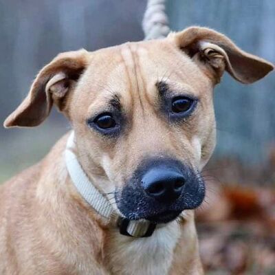 😍Brian  kuschelt gerne gemütlich auf der Couch💖, Mischling Welpen - Rüde