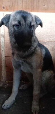 Brie – leise Hoffnung auf vier Pfoten