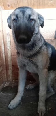 Brie – leise Hoffnung auf vier Pfoten, Mischling - Hündin