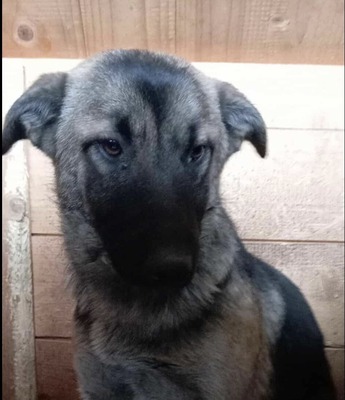 Brie – leise Hoffnung auf vier Pfoten, Mischling - Hündin