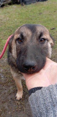 Brie – leise Hoffnung auf vier Pfoten, Mischling - Hündin