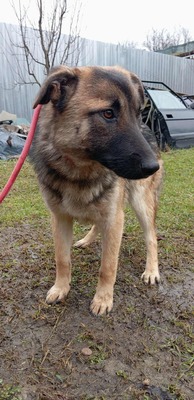 Brie – leise Hoffnung auf vier Pfoten, Mischling - Hündin