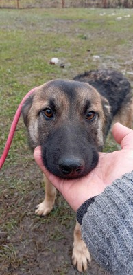 Brie – leise Hoffnung auf vier Pfoten, Mischling - Hündin