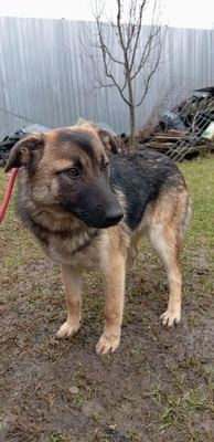 Brie – leise Hoffnung auf vier Pfoten, Mischling - Hündin