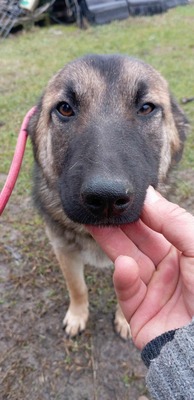 Brie – leise Hoffnung auf vier Pfoten, Mischling - Hündin