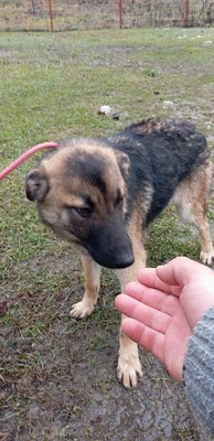 Brie – leise Hoffnung auf vier Pfoten, Mischling - Hündin