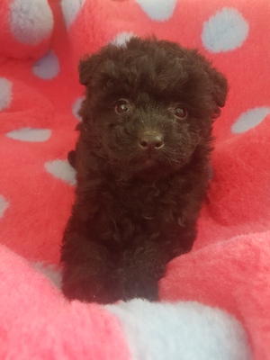 Brigitte, Bernd ,Bodo, Pudel/ Welpen - Rüde