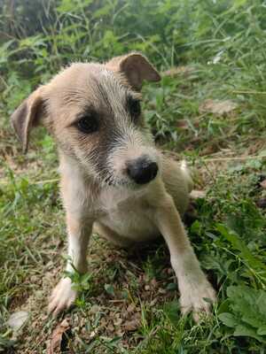 Bringa super süßer Rüde sucht..., Mischling Welpen - Rüde