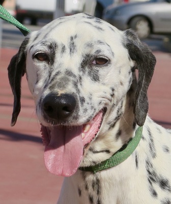 Brisa, Dalmatiner Mix - Hündin
