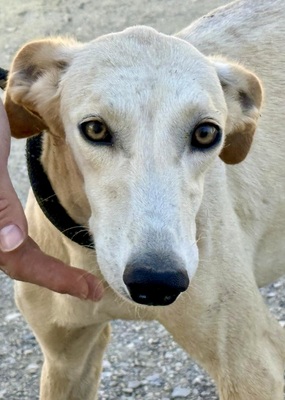 Brisa, Galgo Espanol - Mix - Hündin