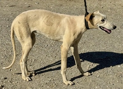 Brisa, Galgo Espanol - Mix - Hündin