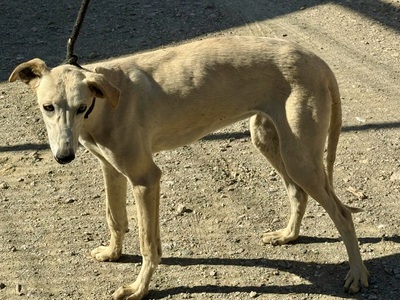 Brisa, Galgo Espanol - Mix - Hündin