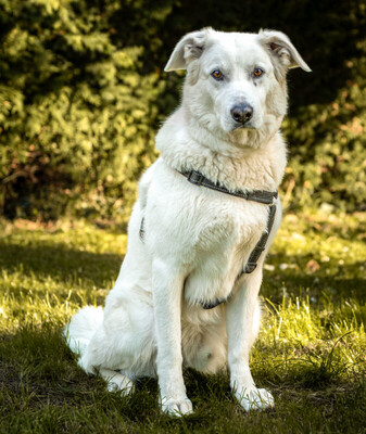 Brix, Golden Retriever-Mix - Rüde