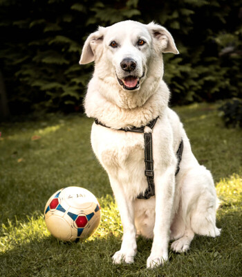 Brix, Golden Retriever-Mix - Rüde