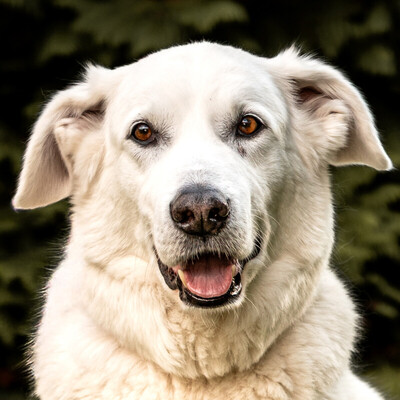 Brix, Golden Retriever-Mix - Rüde