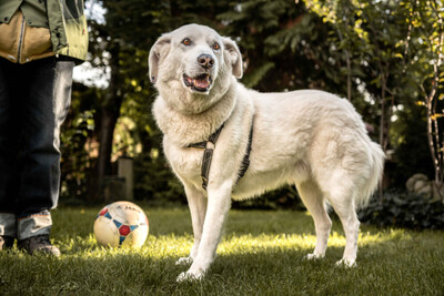 Brix, Golden Retriever-Mix - Rüde
