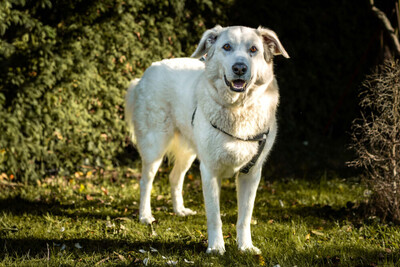 Brix, Golden Retriever-Mix - Rüde